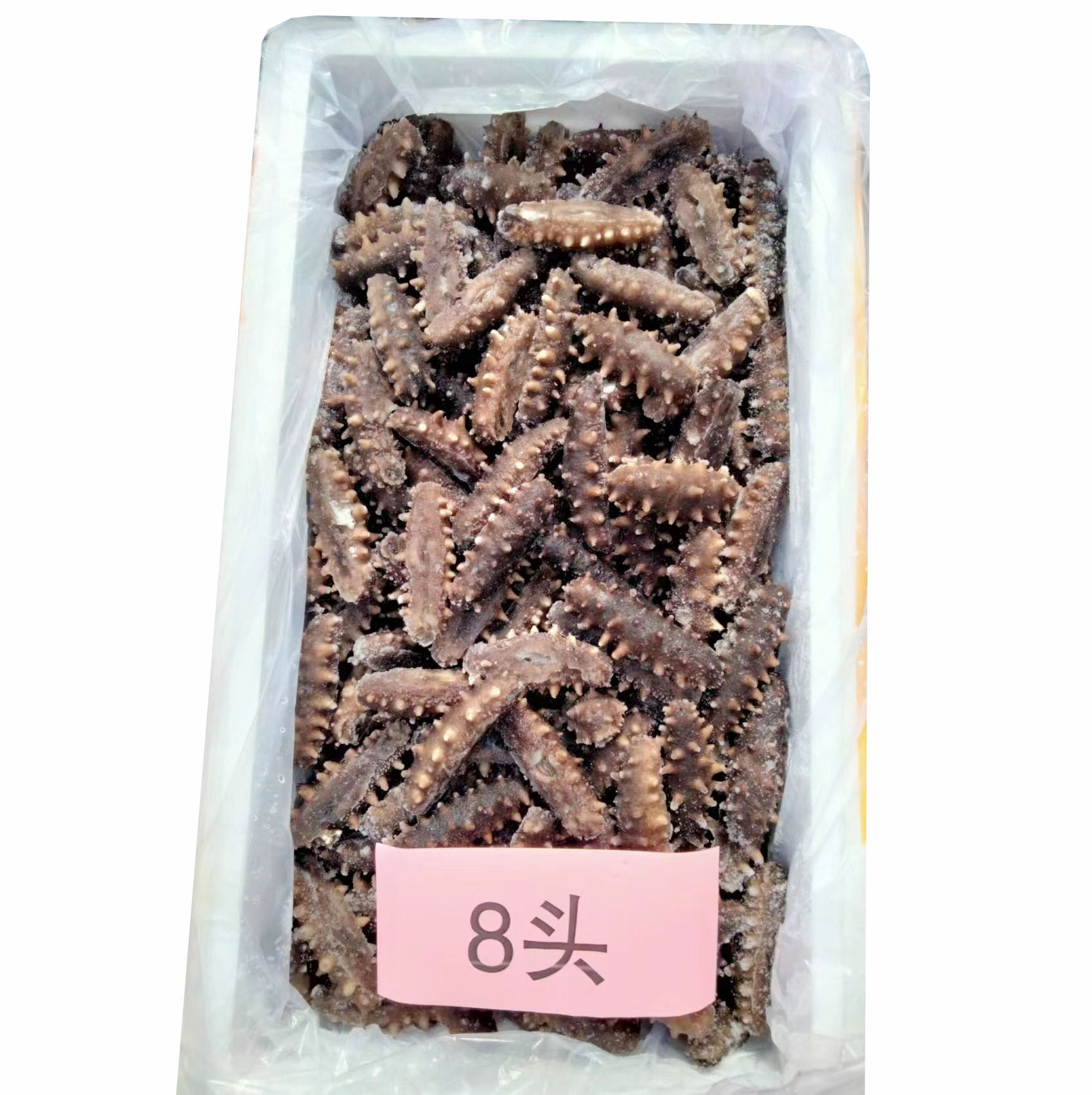 大連海參8頭35斤