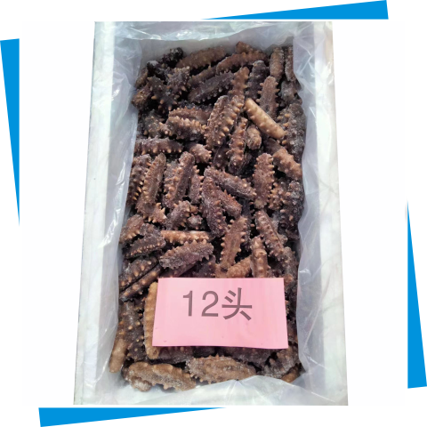 大連海參12頭35斤